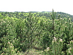 a fenyők