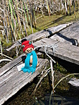 Kicsivel később Froggy már vízközelben (az Ócsai madárvártán)