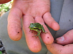 Még egy havert találtunk Froggynak
