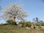 Tavasz van