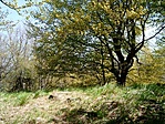 Pogányvár