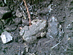 Brekuszok