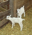 egészen kicsiny állatok