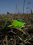 Geoszöcske