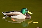Vadkacsa