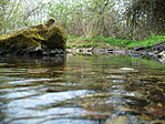 Tavacska a forrásnál