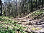 Erdőrészlet