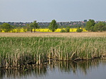 Színes