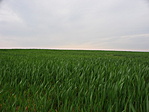 Puszta