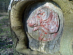 csikasz