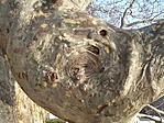 Platán