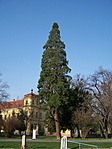 Mammutfenyő