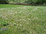 Pitypang-mező