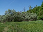 Olajbokrok