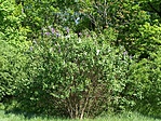 Orgonabokor