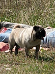 Frank