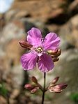 Tavasz