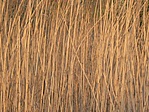 nadas