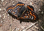 lepke