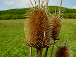 Szamárkóró