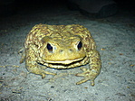 Óriás