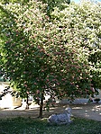 Oroszlán