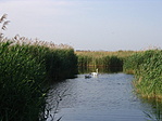 Hattyúcsalád