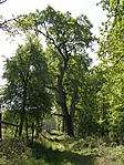 Közeledve