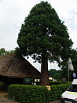 Mamutfenyőbébi