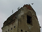 Fák, galambok
