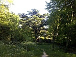 A cédrus