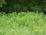 A papagájfarm