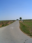 Szőlősorok