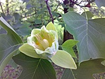 Tulipánfa