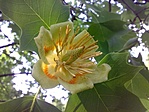 Tulipánfa