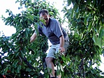 Cseresznyézés útközben
