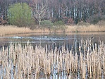 Sok madár