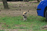 Kalandozó malacka