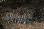 Vadmalacok