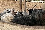 Pihenő rackajuhok