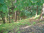 erdő