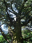 A cédrus...