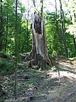 Megcsonkítva