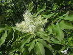 Bolyhos