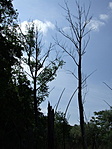 Leveletlen