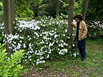 Zsolesz a rododendron-szigeten