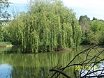 Tó 1.