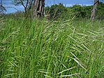 Égig érő fű