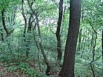 Erdei hangulat