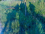 kesserárnyak
